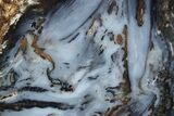 Colorful Hubbard Basin Petrified Wood Slab - Nevada #378175-1